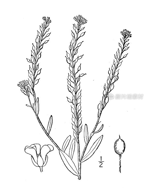 古植物学植物插图:Berteroa incana, Hoary Alyssum